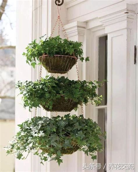 室外吊盆植物